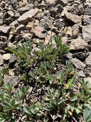 Potentilla hyparctica