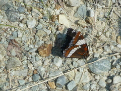 Limenitis arthemis rubrofasciata