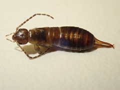 Anechurinae
