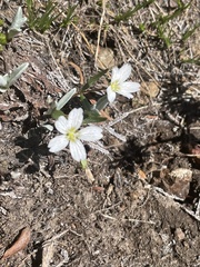 Claytonia multiscapa pacifica