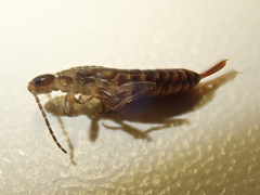 Anechurinae