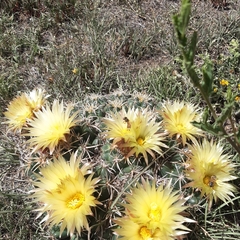 Coryphantha pycnacantha