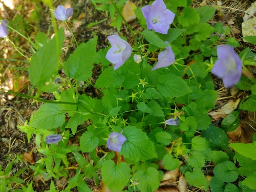 zvonček karpatský (Campanula carpatica)