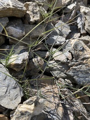 Poa cenisia