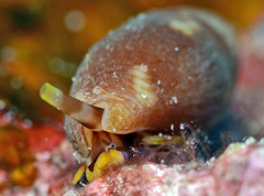 Pardalinops marmorata