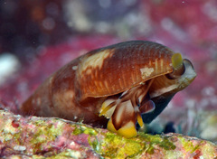 Pardalinops marmorata