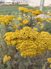 Achillea arabica