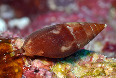 Pardalinops marmorata