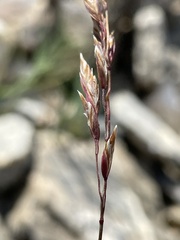 Poa cenisia