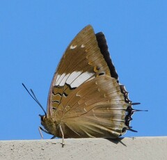 Charaxes cithaeron