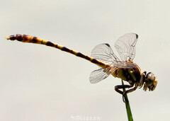 Progomphus alachuensis