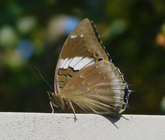 Charaxes cithaeron