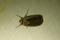Ochropleura implecta