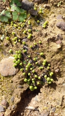 Asterella marginata