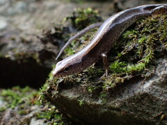 Scincella formosensis