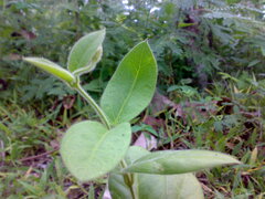 Magnoliopsida