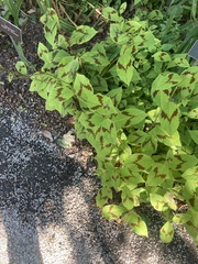 Persicaria filiformis