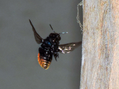 Eufriesea mexicana