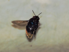 Eufriesea mexicana