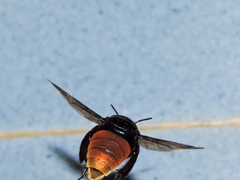 Eufriesea mexicana