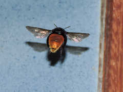 Eufriesea mexicana