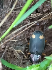 Chlaenius bioculatus