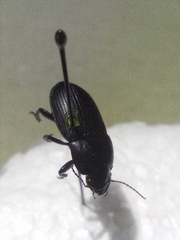 Harpalus dimidiatus