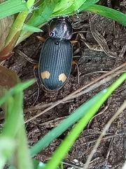 Chlaenius bioculatus