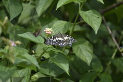 Papilio demoleus