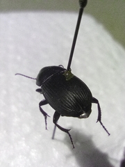 Harpalus dimidiatus