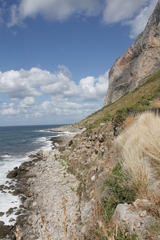 Scolymus grandiflorus