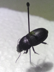 Harpalus dimidiatus