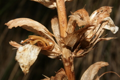 Acanthus mollis mollis