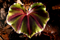Nervilia infundibulifolia