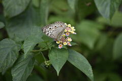 Junonia atlites