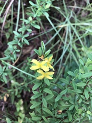 Hypericum suffruticosum
