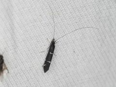 Athripsodes bilineatus