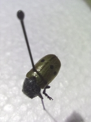 Lachnaia italica
