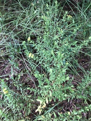 Hypericum suffruticosum