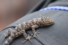 Cyrtodactylus doisuthep