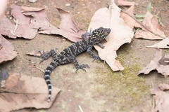 Cyrtodactylus doisuthep