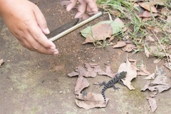 Cyrtodactylus doisuthep