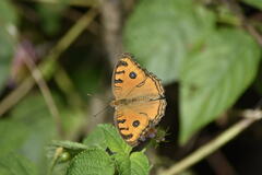 Junonia almana