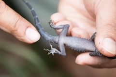 Cyrtodactylus doisuthep