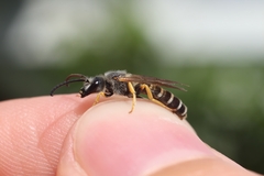 Halictus simplex