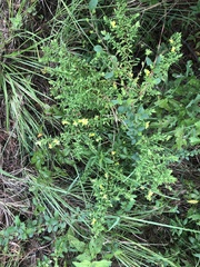 Hypericum suffruticosum