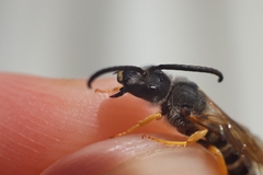 Halictus simplex