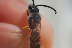 Halictus simplex