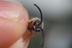 Halictus simplex