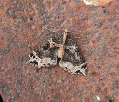 Ecliptopera postpallida